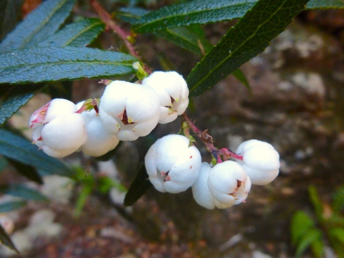 Gaultheria hispida image