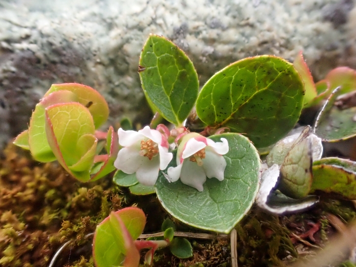 Gaultheria humifusa image