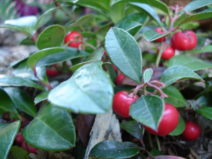 Gaultheria procumbens image