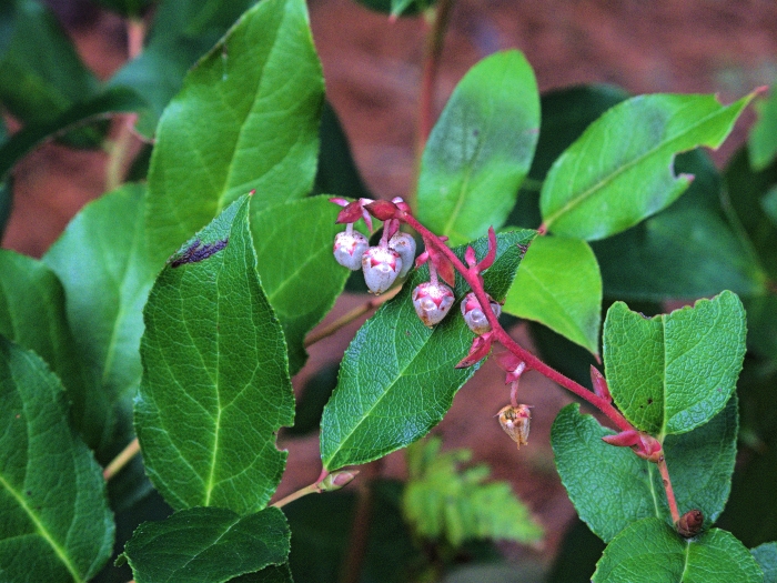 Gaultheria shallon image