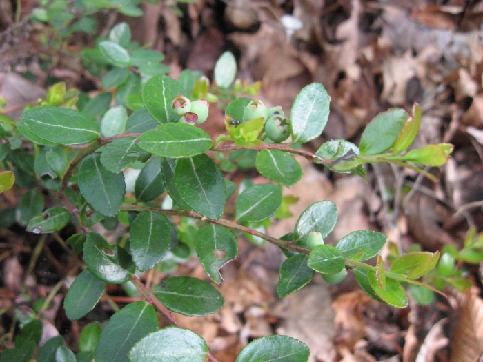 Gaylussacia brachycera image