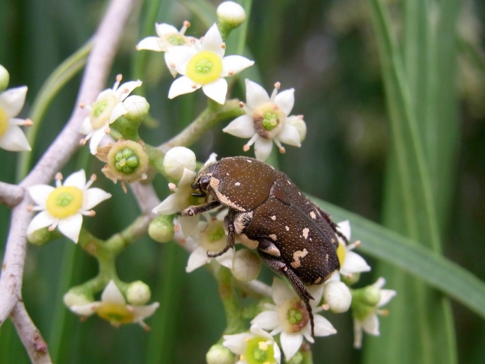 Geijera parviflora image