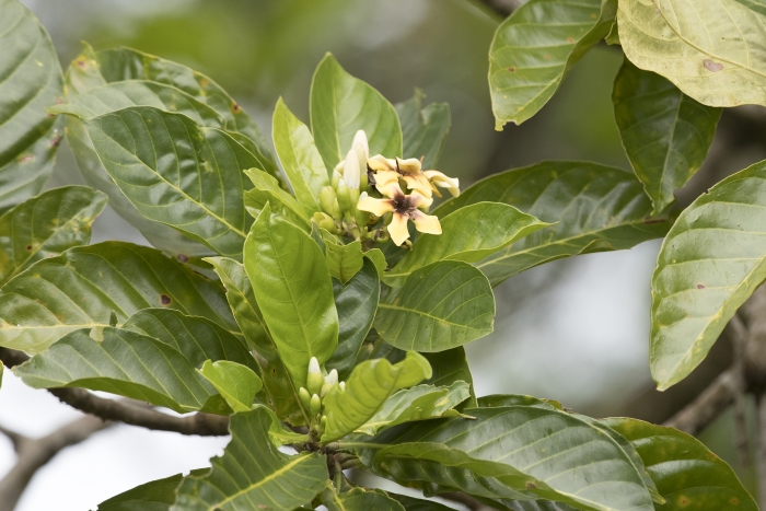 Genipa americana image