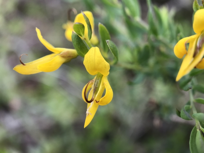 Genista anglica image