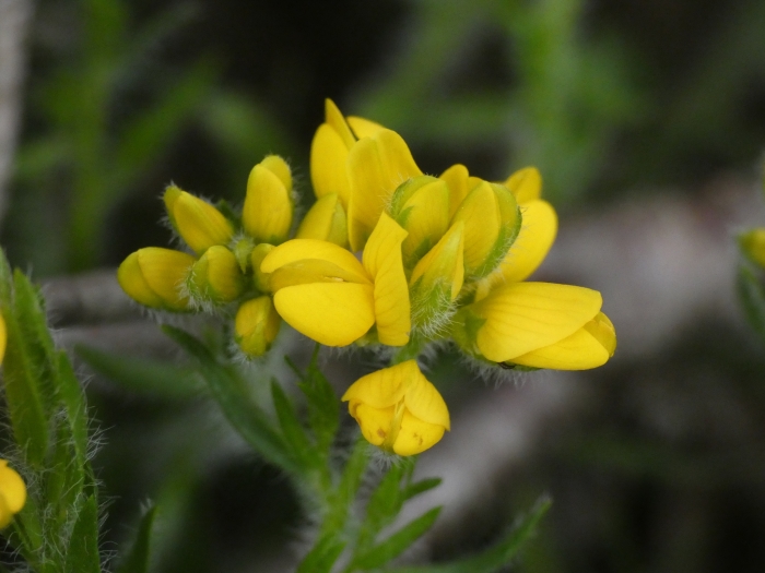Genista hispanica image