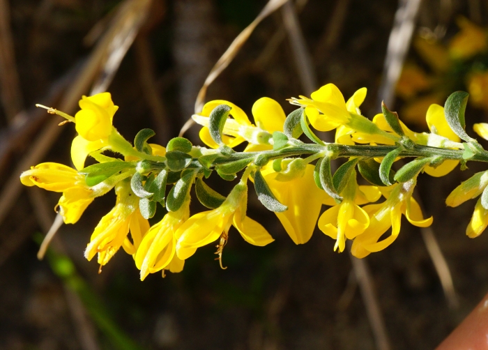 Genista pilosa image