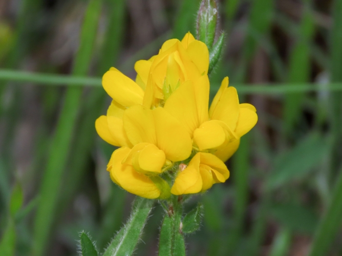 Genista sagittalis image