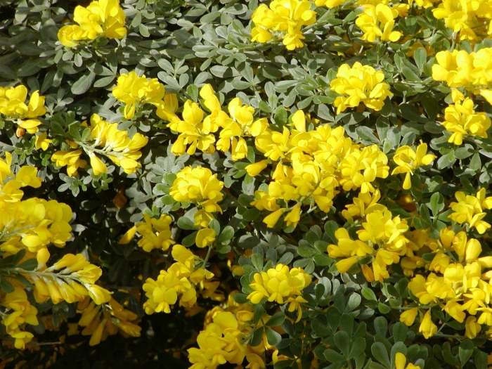 Genista stenopetala image