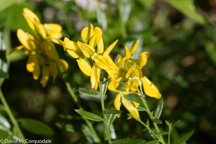 Genista tinctoria image