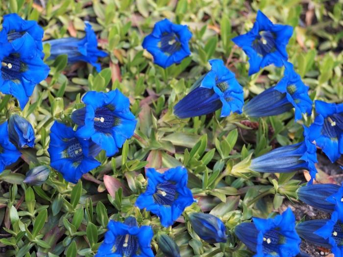 Gentiana acaulis image