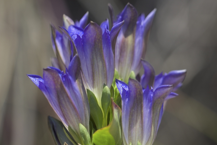 Gentiana affinis image