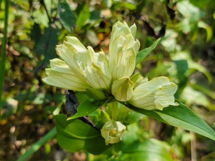 Gentiana alba image
