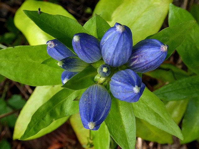 Gentiana andrewsii image