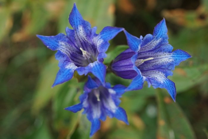Gentiana asclepiadea image