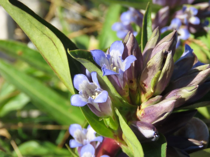 Gentiana cruciata image