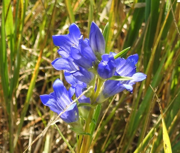 Gentiana dahurica image