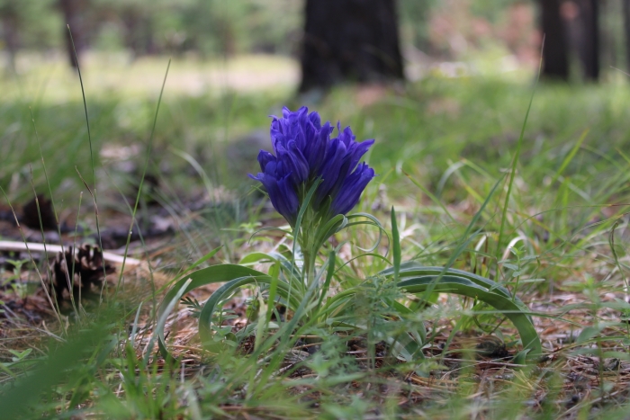 Gentiana decumbens image
