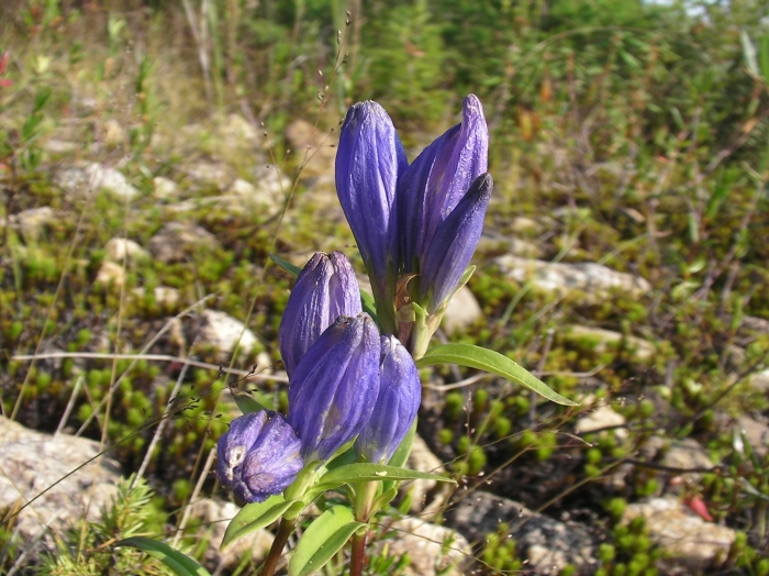 Gentiana linearis image