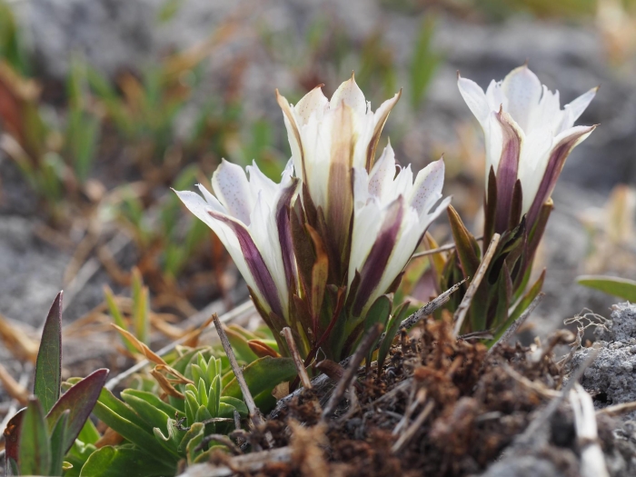Gentiana newberryi image