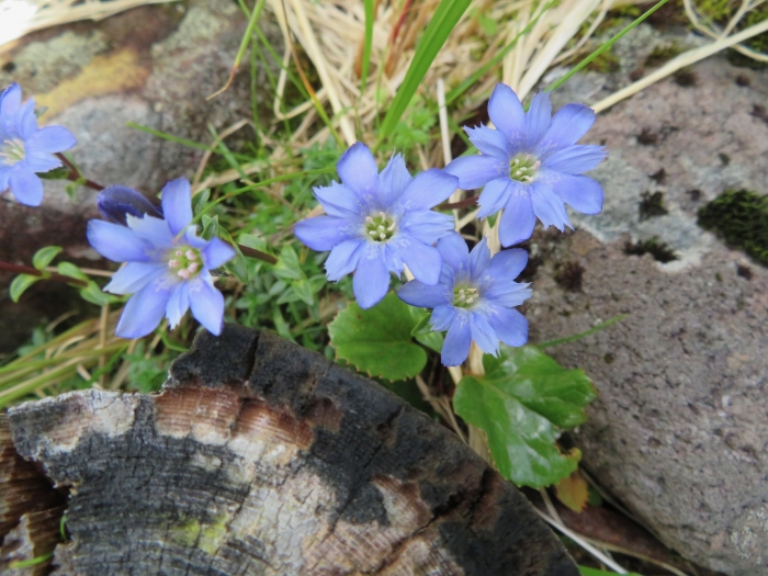 Gentiana nipponica image