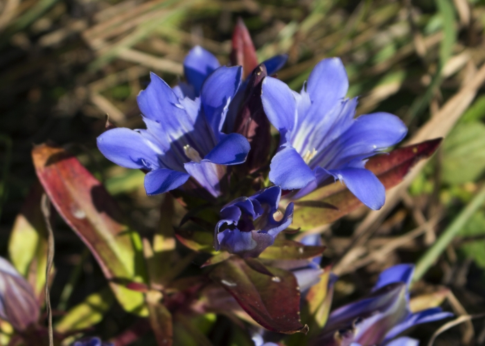 Gentiana puberulenta image