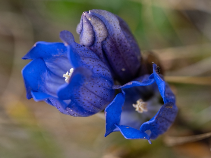 Gentiana sceptrum image