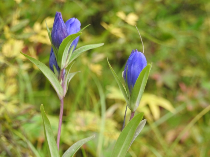 Gentiana triflora image