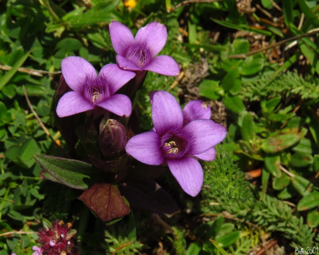 Gentianella campestris image