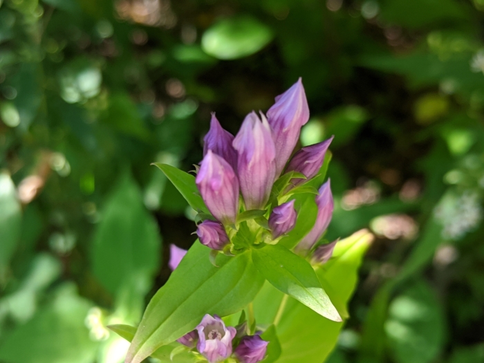 Gentianella quinquefolia image