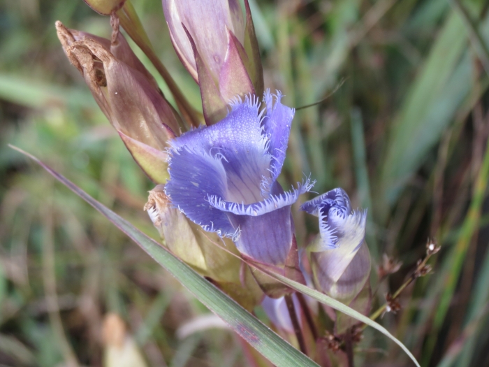 Gentianopsis crinita image