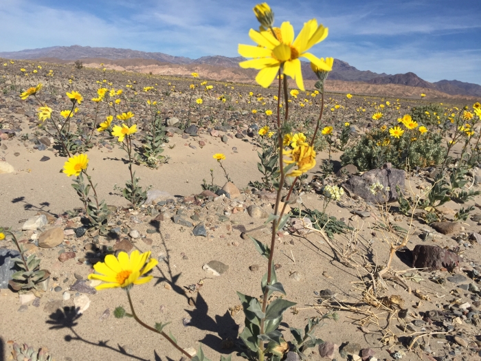 Geraea canescens image