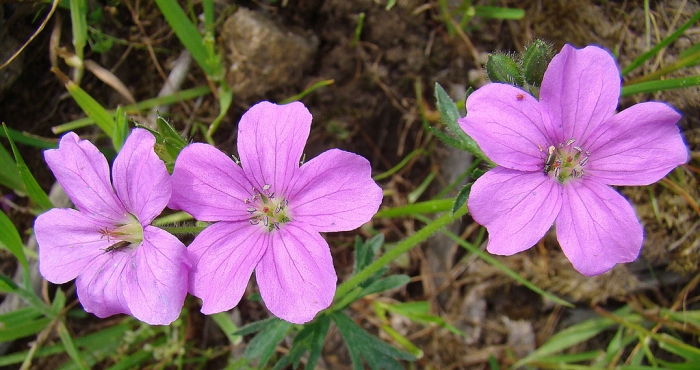 Geranium berteroanum image