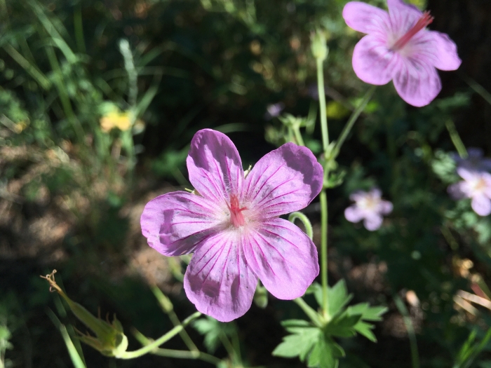 Geranium caespitosum image