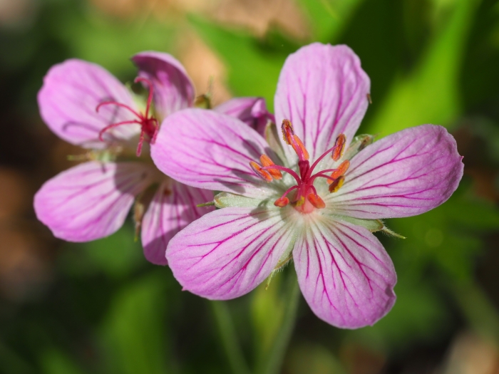 Geranium californicum image