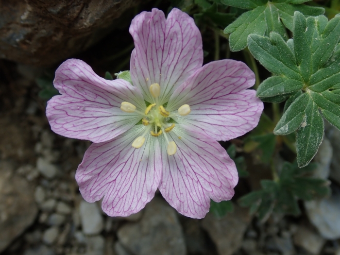 Geranium cinereum image