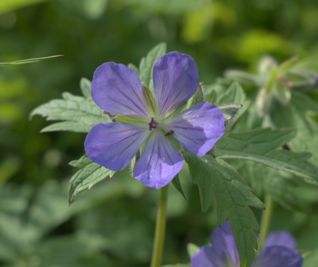 Geranium erianthum image
