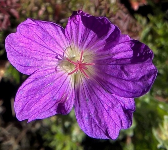 Geranium incanum image