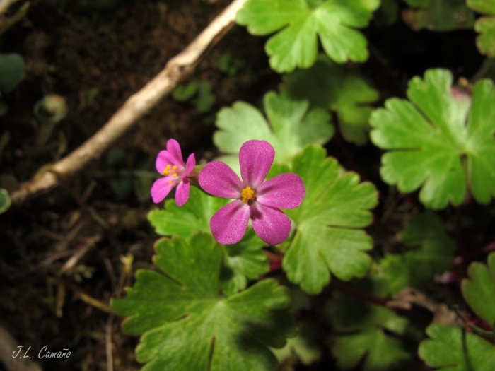 Geranium lucidum image