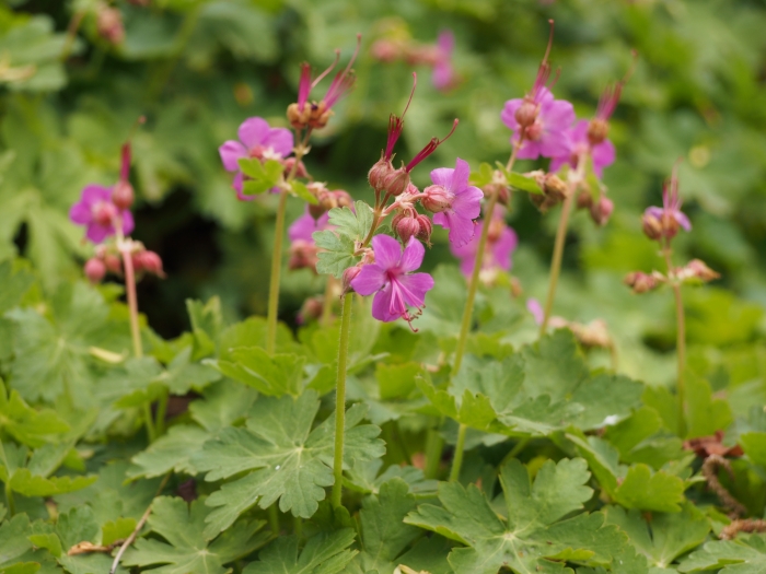 Geranium macrorrhizum image