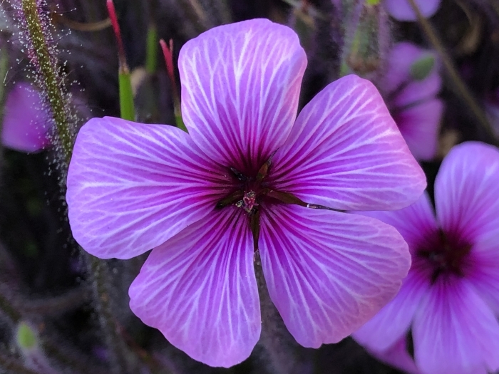 Geranium maderense image