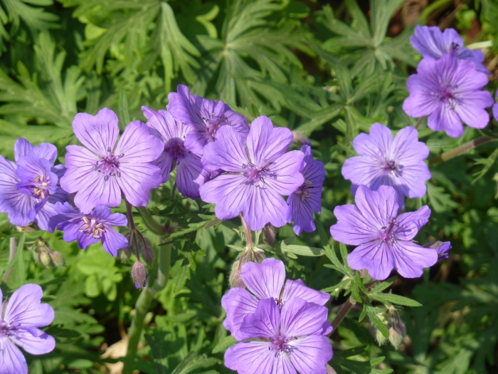 Geranium malviflorum image