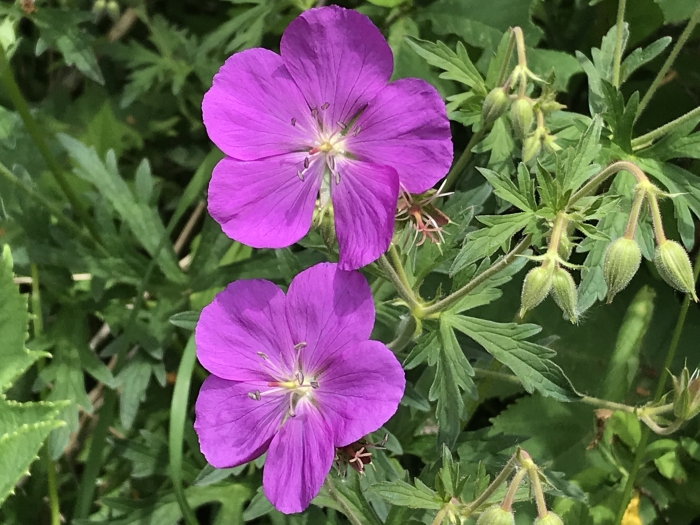 Geranium oreganum image