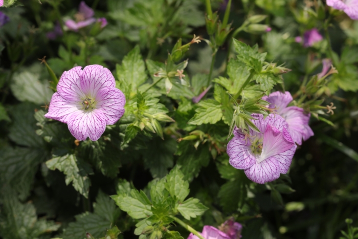Geranium ×oxonianum image