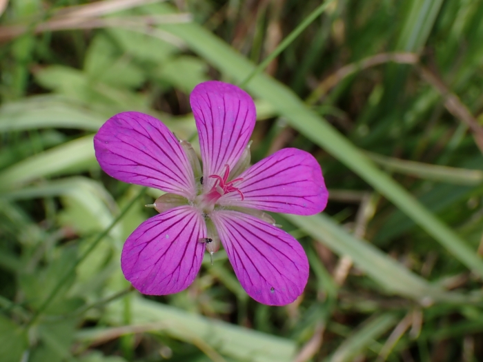 Geranium palustre image