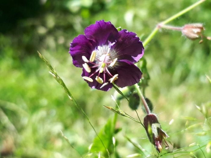 Geranium phaeum image