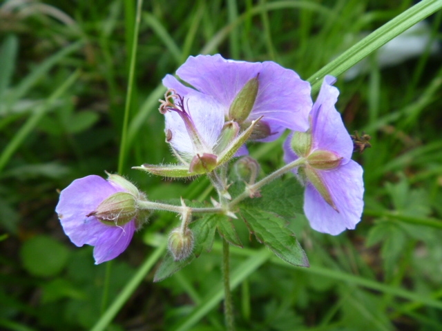 Geranium platyanthum image