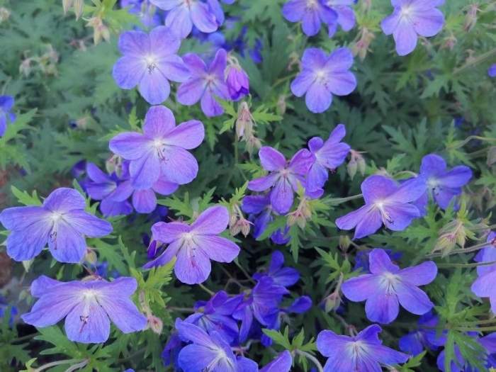 Geranium pratense image