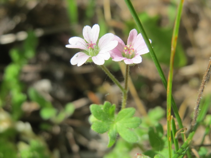 Geranium pusillum image