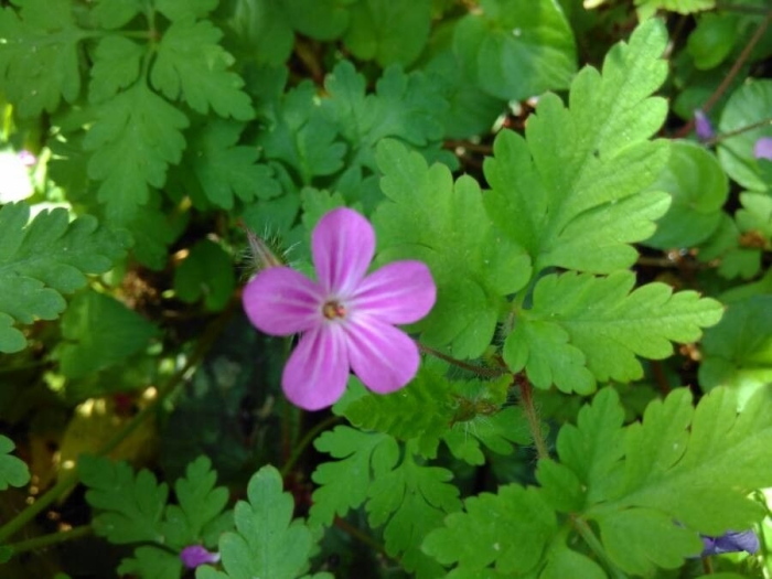 Geranium robertianum image