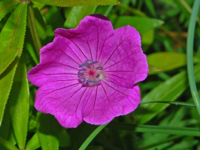 Geranium sanguineum image